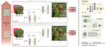 MNSS: Neural Supersampling Framework for Real-Time Rendering on Mobile Devices